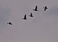 20260226 PENSFEB00316A