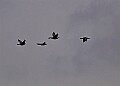 20260226 PENSFEB00317A