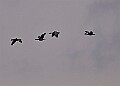 20260226 PENSFEB00318A