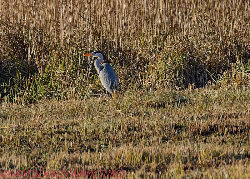 20250130PENSJAN00162A.JPG
