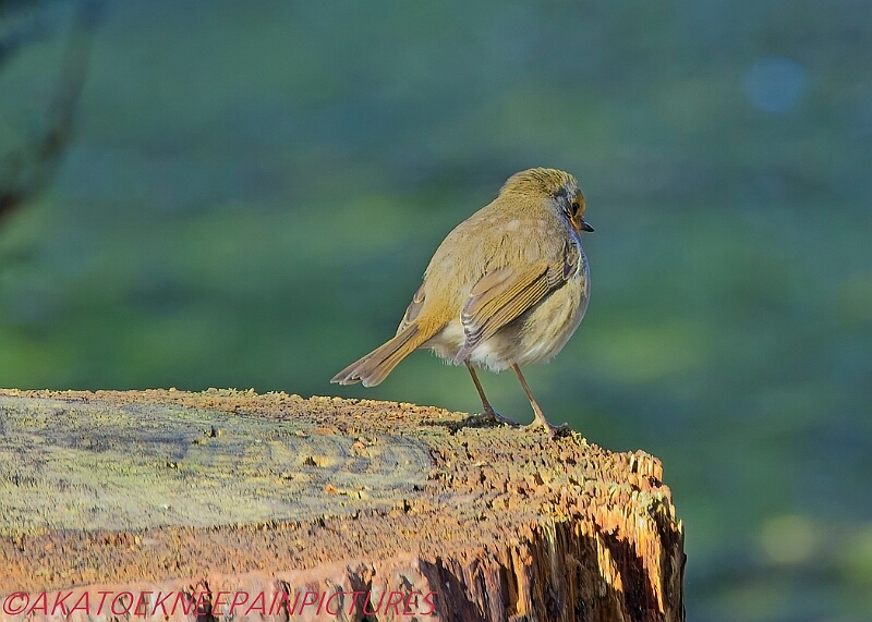 20250130PENSJAN00591A.JPG