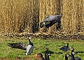 20250130PENSJAN00124A