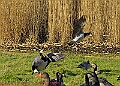 20250130PENSJAN00125A