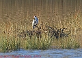 20250130PENSJAN00183A