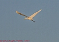 20250130PENSJAN00464A