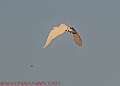 20250130PENSJAN00465A