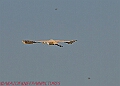 20250130PENSJAN00467A