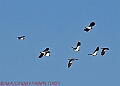 20250130PENSJAN00483A