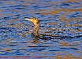 20250130PENSJAN00487A
