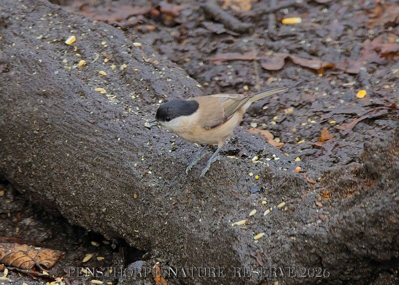 20260114 PENSJAN00312A.JPG