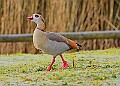 20260114 PENSJAN00161A