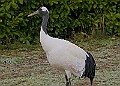 20260114 PENSJAN00170A