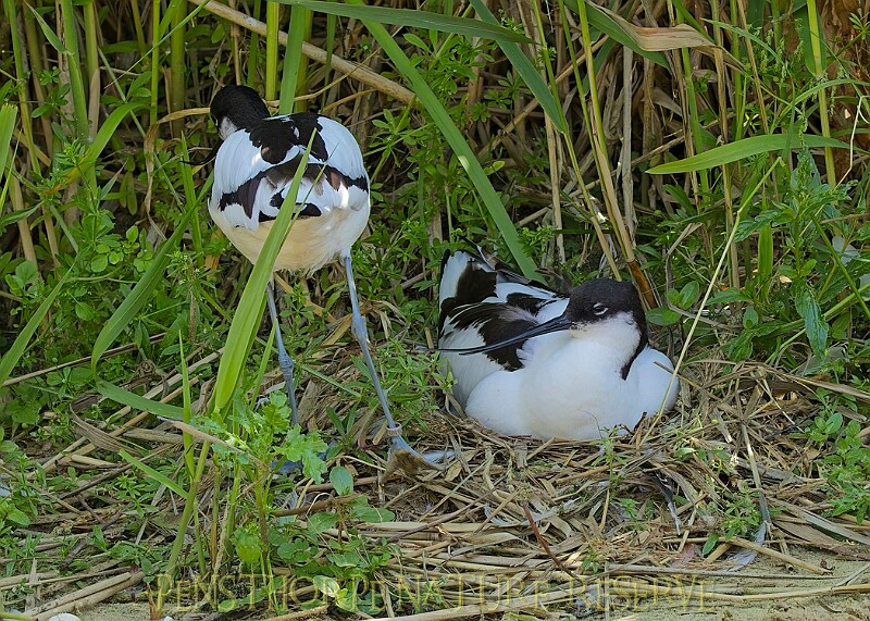 20250619PENSJUNE00053A.JPG