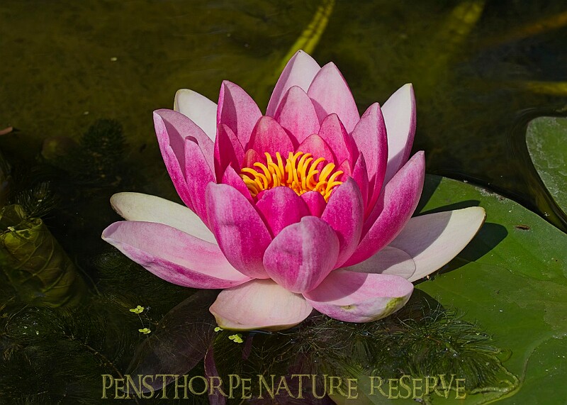 20250619PENSJUNE00079A.JPG