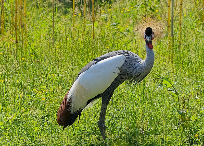 20250619PENSJUNE00108A.JPG