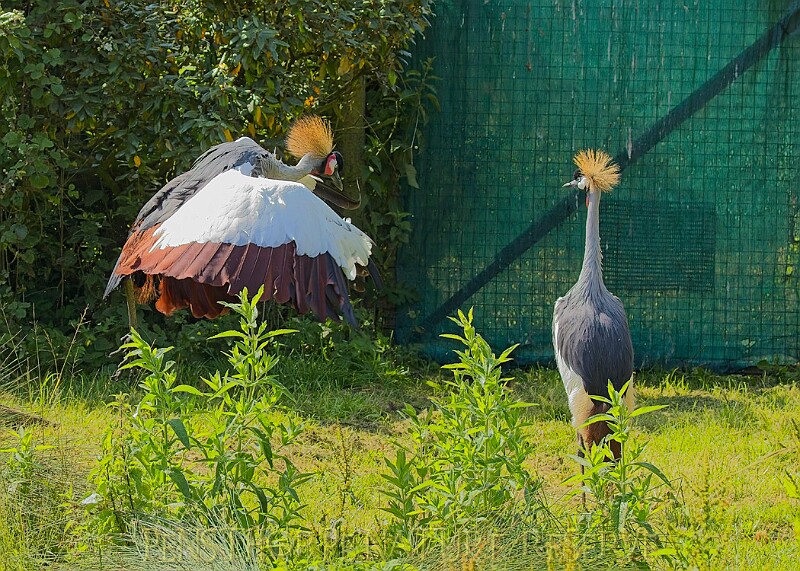20250619PENSJUNE00131A.JPG