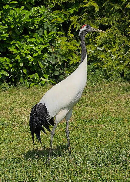 20250619PENSJUNE00157A.JPG