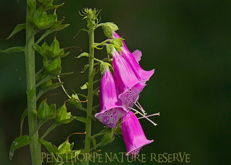 20250619PENSJUNE00262A.JPG