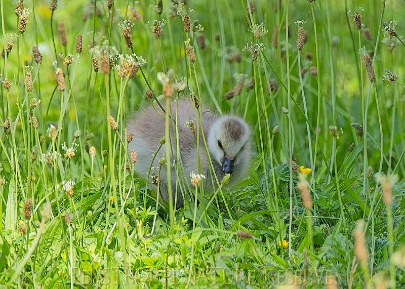 20250619PENSJUNE00298A.JPG