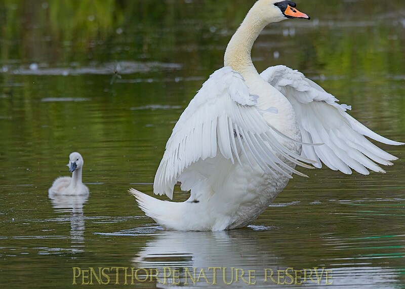 20250619PENSJUNE00386A.JPG