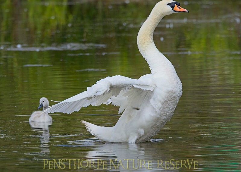 20250619PENSJUNE00388A.JPG