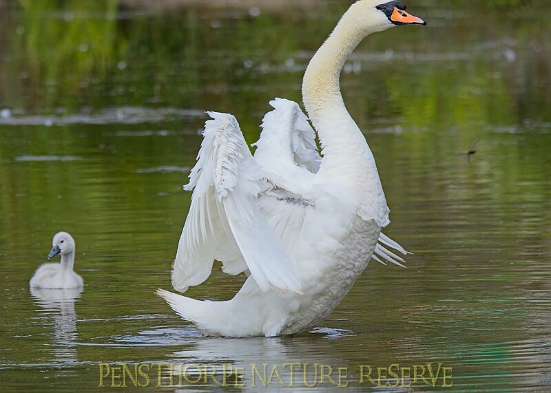 20250619PENSJUNE00390A.JPG