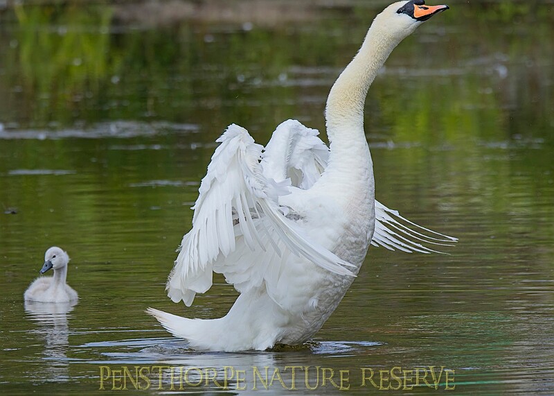 20250619PENSJUNE00393A.JPG