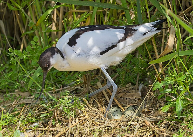 20250619PENSJUNE00456A.JPG