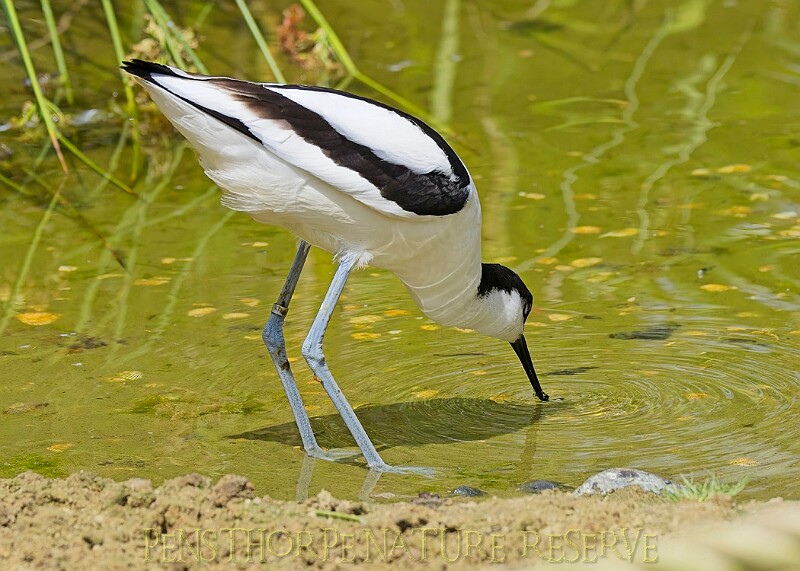 20250619PENSJUNE00463A.JPG
