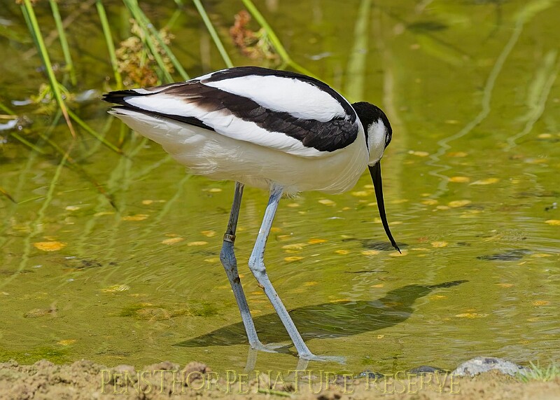 20250619PENSJUNE00467A.JPG