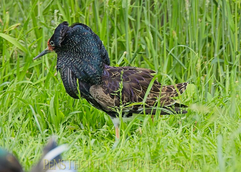 20250619PENSJUNE00473A.JPG