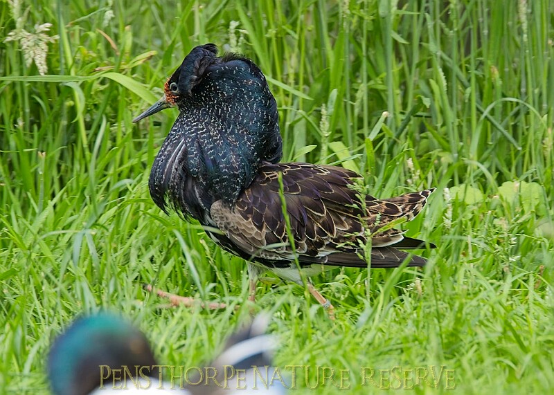 20250619PENSJUNE00474A.JPG