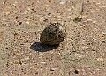 20250619PENSJUNE00054A