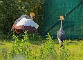 20250619PENSJUNE00131A