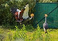 20250619PENSJUNE00132A