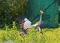 20250619PENSJUNE00135A