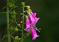 20250619PENSJUNE00262A