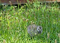 20250619PENSJUNE00297A