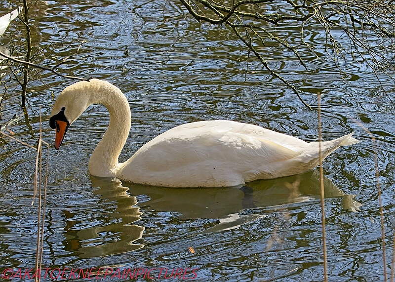 20250306PENSMARCH00428A.JPG
