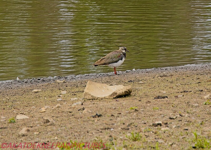 20250522PENSMAY00120A.JPG
