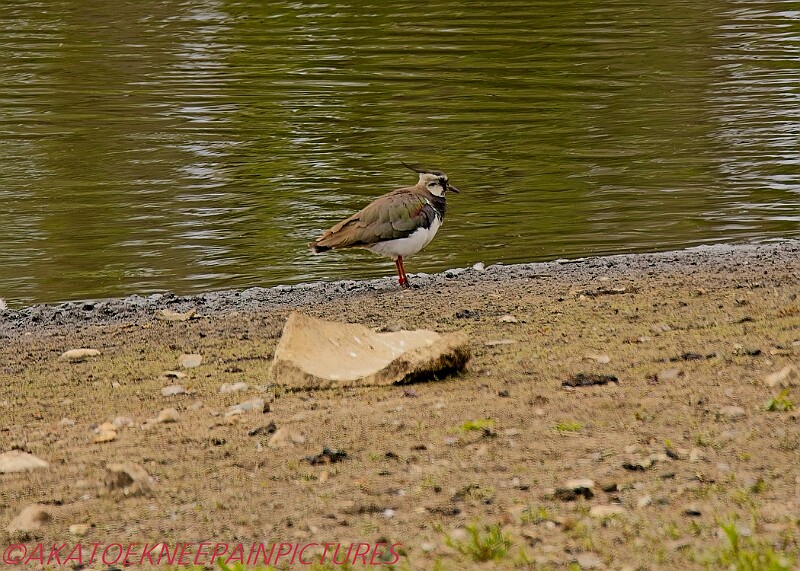 20250522PENSMAY00122A.JPG