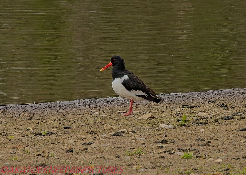 20250522PENSMAY00126A.JPG