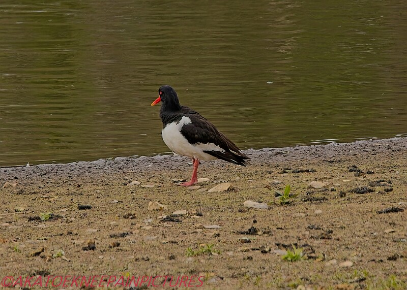 20250522PENSMAY00129A.JPG