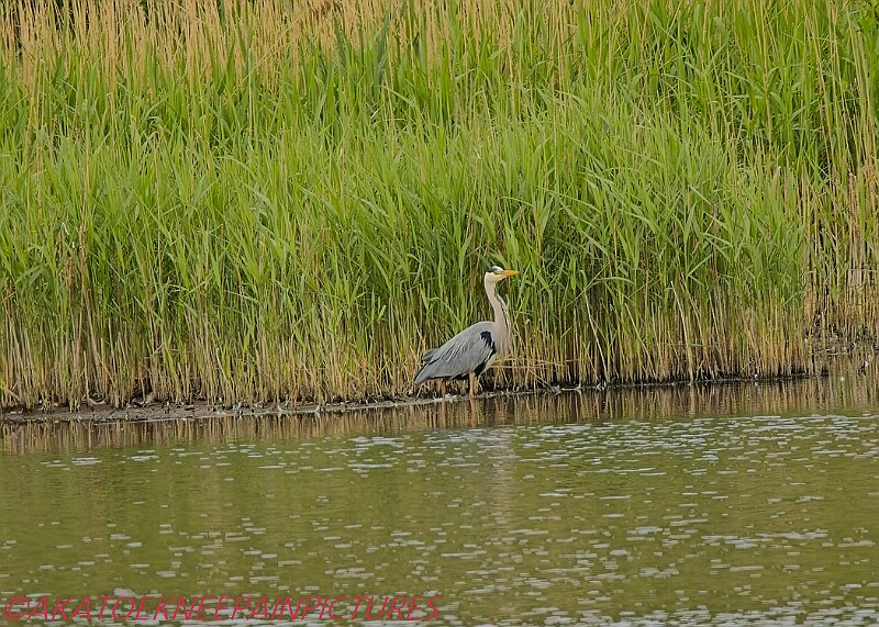 20250522PENSMAY00186A.JPG