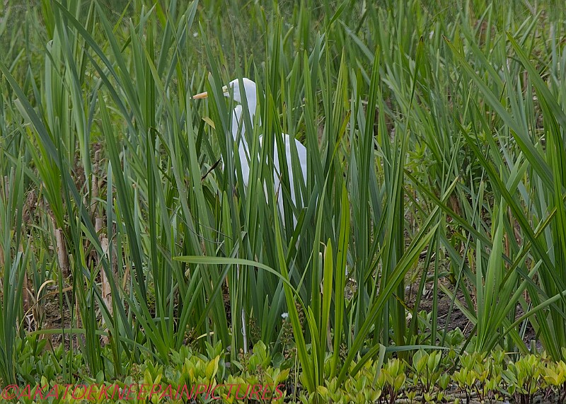 20250522PENSMAY00249A.JPG