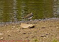 20250522PENSMAY00122A