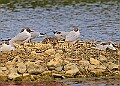 20250522PENSMAY00342A