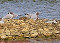 20250522PENSMAY00345A