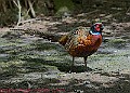 20250522PENSMAY00375A
