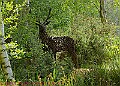20250522PENSMAY00434A